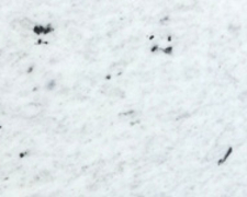 EXTREME WHITE